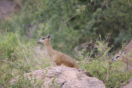 A Klipspringer (Oreotragus oreotragus) a small sturdy deer living in rocky hills, South Africaの写真素材