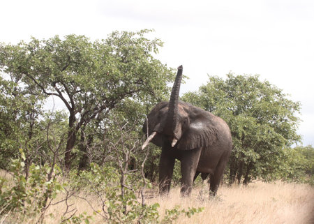 African Elephant trying to push over a tree near the road in the Kruger National Park of South Africa.の写真素材