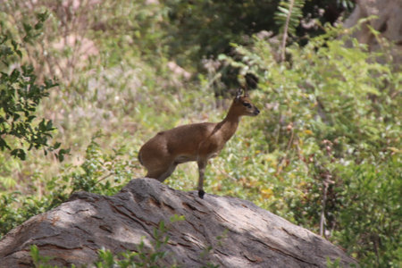 A Klipspringer (Oreotragus oreotragus) a small sturdy antelope in Kruger National Park living in rocky hills, South Africaの写真素材
