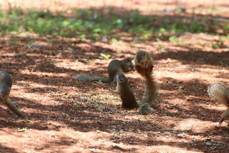 Tree squirrels are competing for the right to eat at a feeding area. They are biting, chasing and...