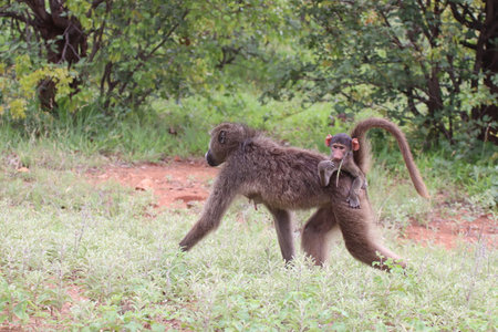 Cute and adorable young baboon hitching a ride on his mother's back while travelling through the bushes in the Kruger national Park of South Africa.の写真素材