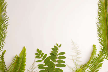 set of green leaves, white background, with free central space. Top viewの写真素材