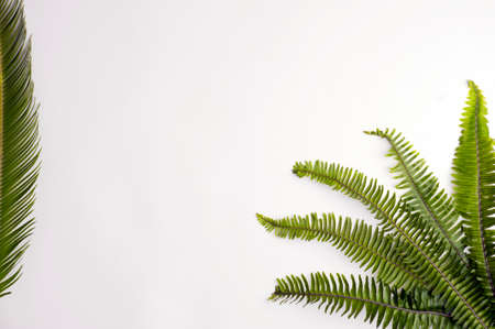 green leaves on white background, space for text. top viewの写真素材