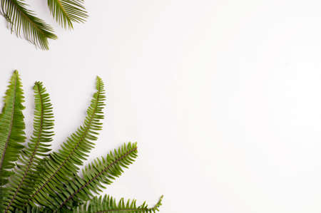 green leaves on white background, space for text. top viewの写真素材