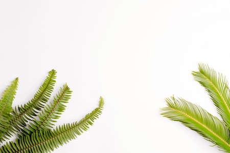 green leaves on white background, space for text. top viewの写真素材