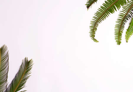 green leaves on white background, central space for text. top view