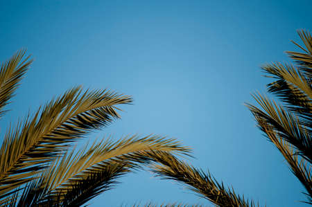 palm trees with blue sky, space for textの写真素材