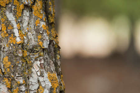 wood texture tree old background space for textの写真素材