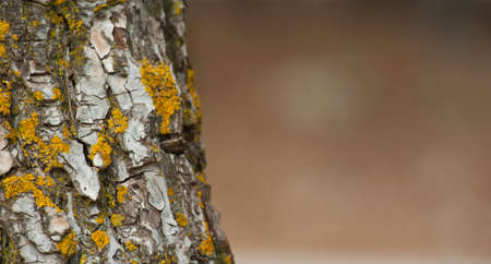 wood texture tree old background space for textの写真素材