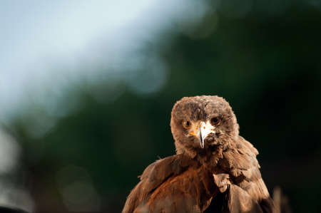 harris eagle close-up brown eyes brown backgroundの写真素材