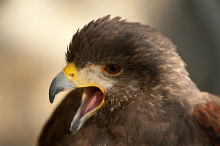 harris eagle close-up brown eyes brown background