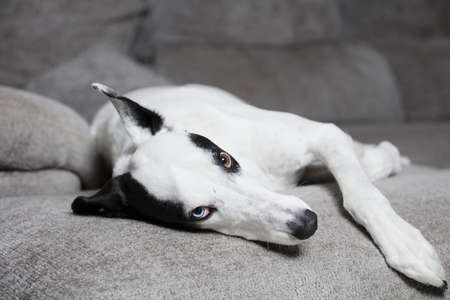 Dog on sofa. Greyhound at home on soft gray armchairの写真素材