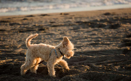 puppy with brown hair, playing on the beachの写真素材