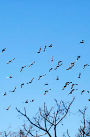 group of birds flying, blue skyの写真素材