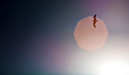 seagull flying in the sky, lens flare or reflection, blue skyの写真素材