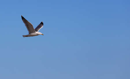 seagull flying with blue sky, space for text.の写真素材