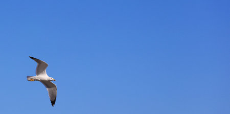 seagull flying with blue sky, space for text.の写真素材