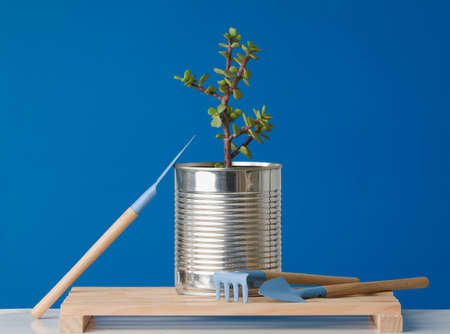 Reused tin cans containing growing plants with Recycle, Reuse, Zero Waste at Home, save money, recycle and grow your own food, plants.の写真素材