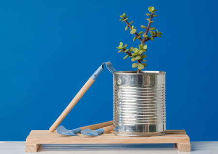 Recycled can on wooden boards with tools for planting, blue background.の写真素材