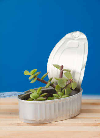 Recycled canned plant, on wooden boards, with blue backgroundの写真素材