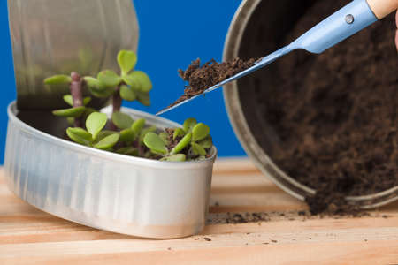 shovel with soil and plant in recycled can, on wooden boards, blue backgroundの写真素材