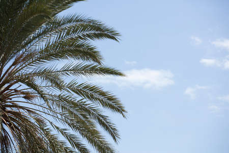 palm tree branches with blue background and white soft cloudsの写真素材