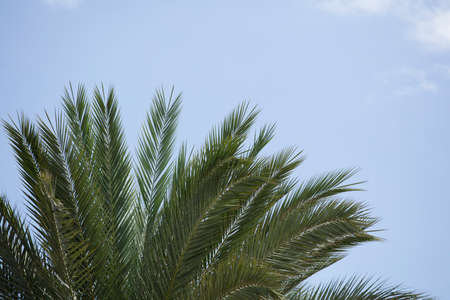 palm tree branches with blue background and white soft cloudsの写真素材