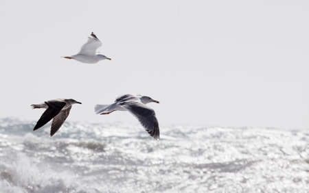 seagulls in flight sea backgroundの写真素材