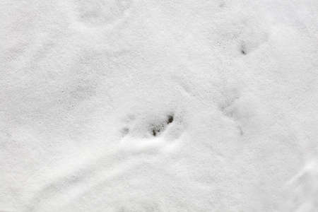 white foam bottom, waves reaching shore, overhead viewの写真素材
