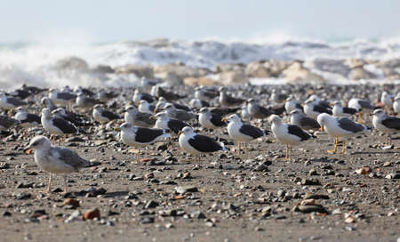 group of seagulls on the beachの写真素材