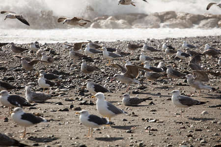 group of seagulls on the beachの写真素材