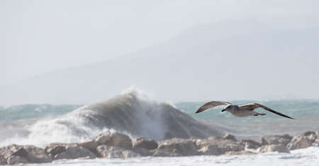 seagulls in flight sea backgroundの写真素材