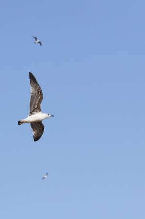 seagulls in flight with blue sky backgroundの写真素材