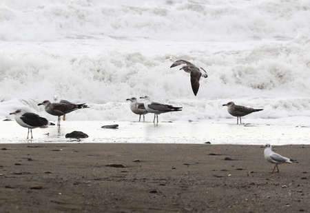 group of seagulls on the beachの写真素材
