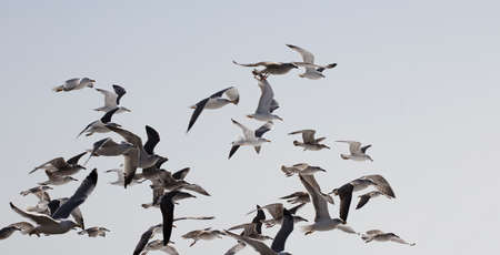 group of seagulls flying with sky the backgroundの写真素材