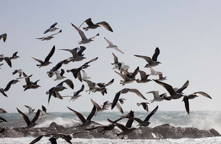 group of seagulls flying with sea in the backgroundの写真素材