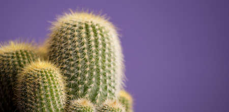 macro detail shot of cactus with violet background, very periの写真素材