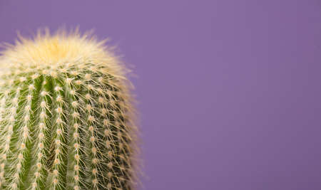 macro detail shot of cactus with violet background, very periの写真素材