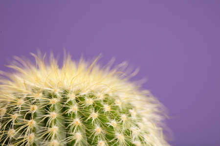 macro detail shot of cactus with violet background, very periの写真素材