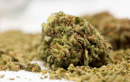 medical marijuana buds, isolated on white backgroundの写真素材