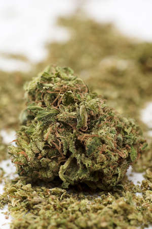 macro shot of marijuana bud, white background.の写真素材
