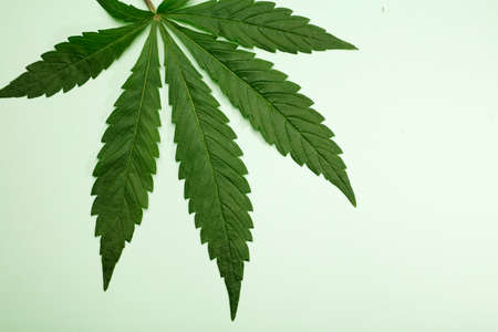 large seven-pointed marijuana leaf, isolated on green backgroundの写真素材