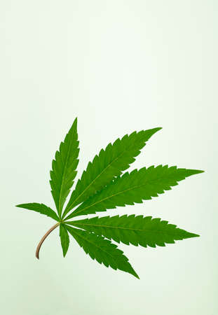 large seven-pointed marijuana leaf, isolated on green backgroundの写真素材