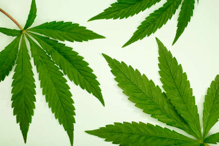 Beautiful green cannabis leaves isolated on green backgroundの写真素材