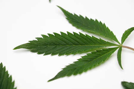 green cannabis leaves white backgroundの写真素材