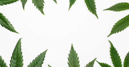 Marijuana leaves or cannabis isolated on white background. Top view. Space for text.の写真素材