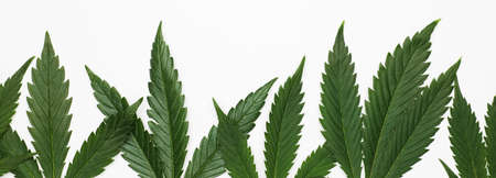 Cannabis cannabidiol cbd marijuana leaves on a white backgroundの写真素材