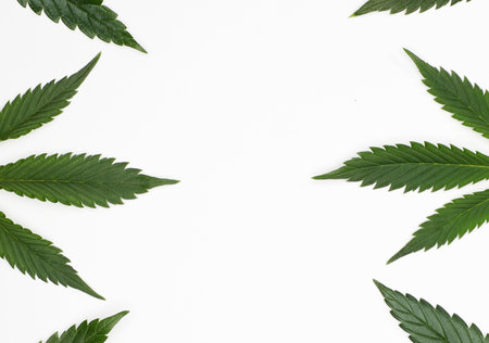 marijuana leaves with free central space for text or objects, white backgroundの写真素材