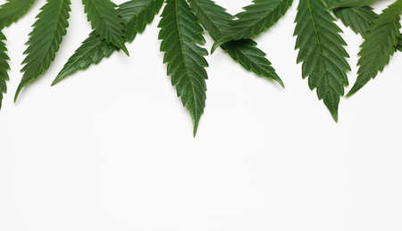 Space for text with beautiful green cannabis leaves isolated on white backgroundの写真素材