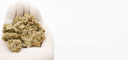 Set of marijuana buds in hands of laboratory technician with gloves, white background. Space for textの写真素材